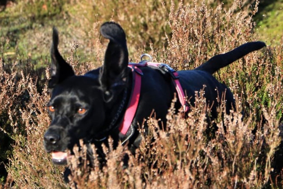 Black dog running through a field