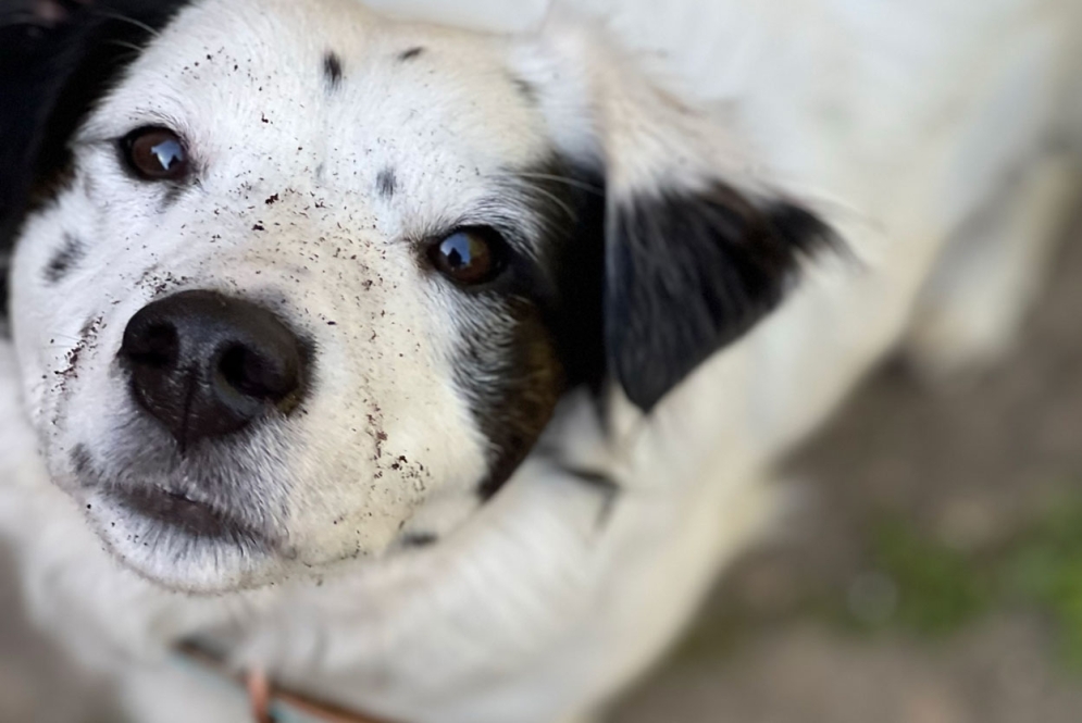 Black and white dog looking up at the camera