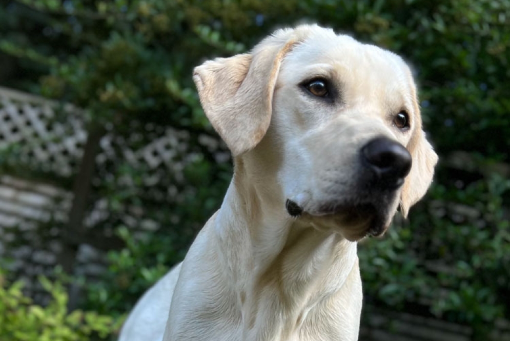 Adult White Labrador dog