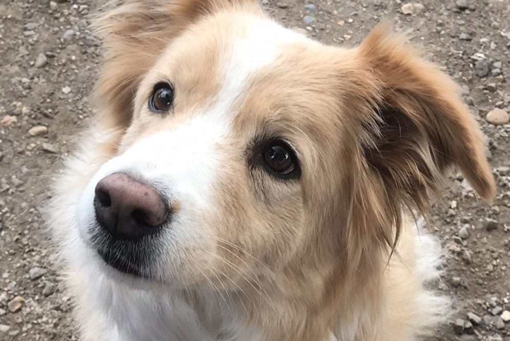 White and beige dog looking up at the camera