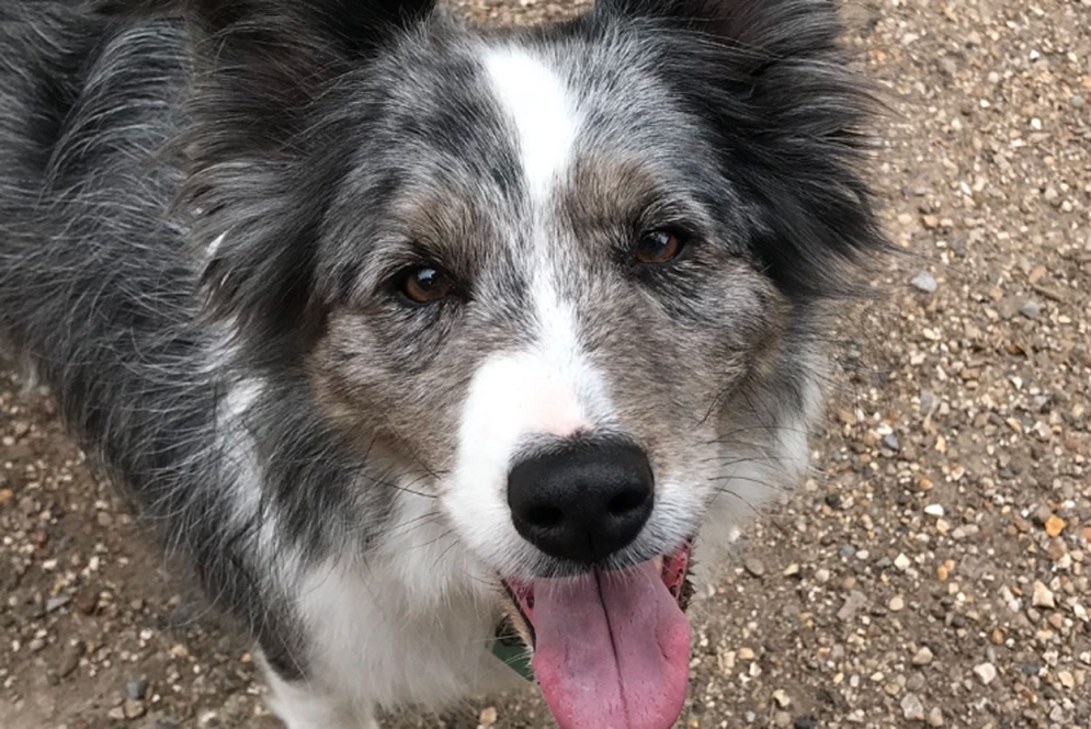 Dog looking up at the camera