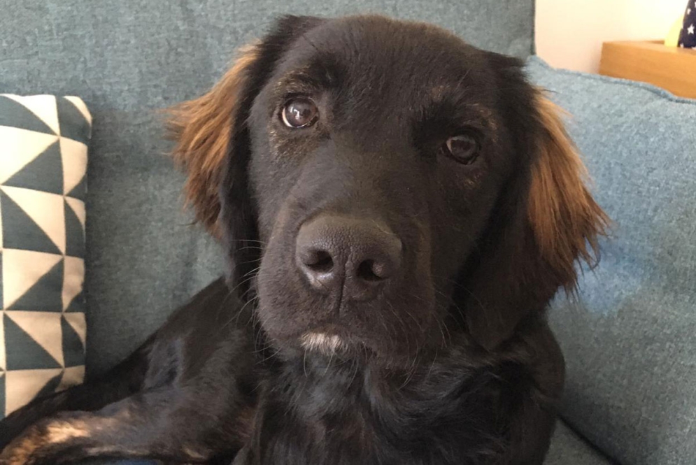 Puppy lying on the sofa looking at the camera