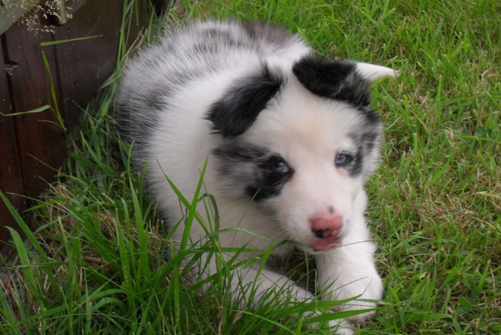 Puppy lying on the grass in front of the fence