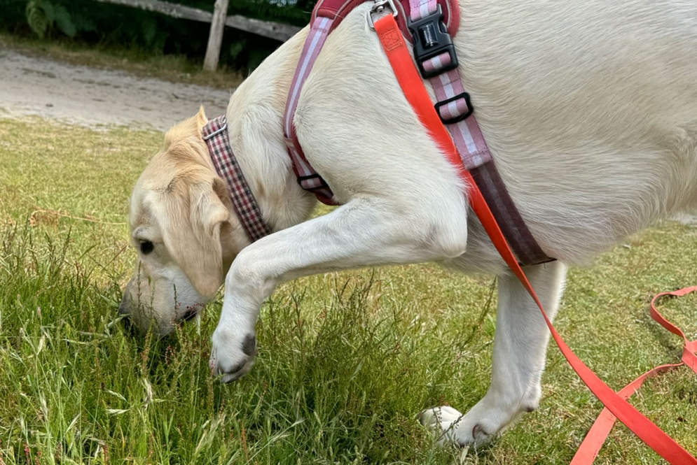 Dog playing in the field on his lead