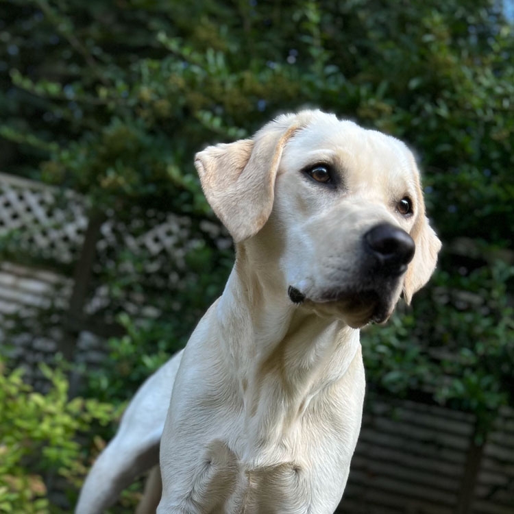 White dog sitting in the garden