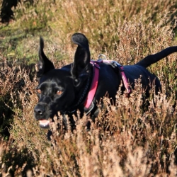 Black dog running free through a field