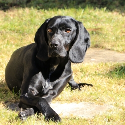 Black dog lying in a sunny field