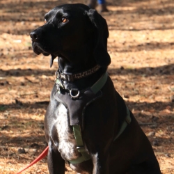 Black dog sitting