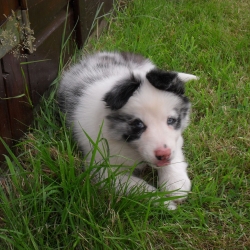 Puppy dog lying in a field